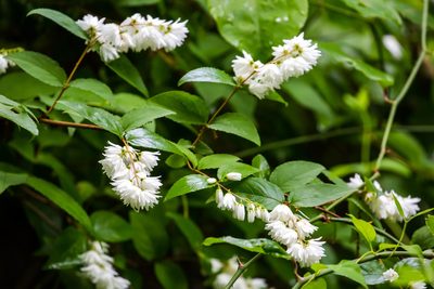 Deutzia crenata, photographed by Melissa McMasters