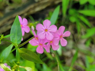 Phlox glaberrima, photographed by Elias