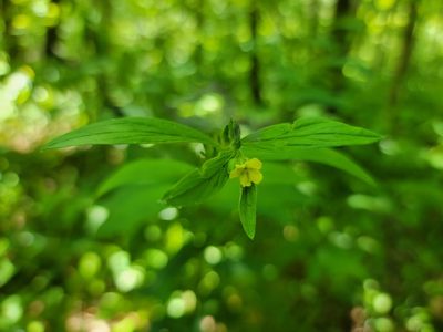 Lithospermum latifolium, photographed by Elias