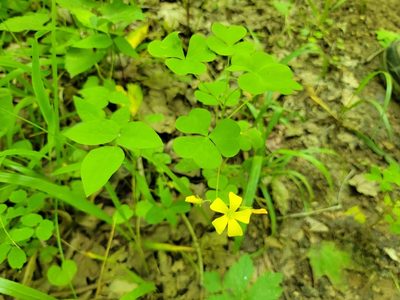 Oxalis grandis, photographed by Elias