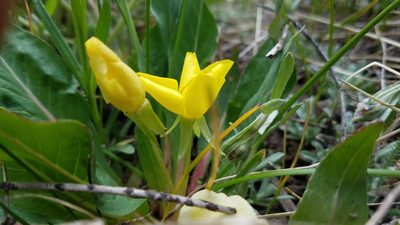 Taraxia subacaulis, photographed by Mitch Van Dyke