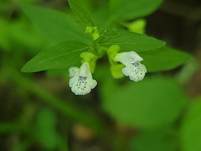 Scutellaria nervosa, photographed by Elias