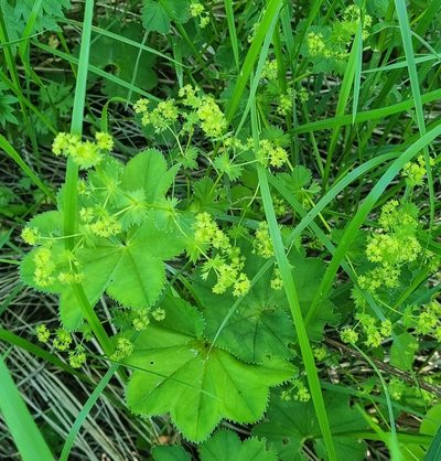 Alchemilla baltica, photographed by Владимир Дворкин