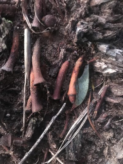 Eucalyptus cornuta, photographed by Ann Bentley