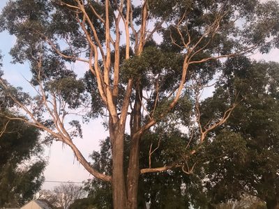 Eucalyptus cornuta, photographed by Ann Bentley