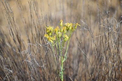 Packera multilobata, photographed by Bobby McCabe