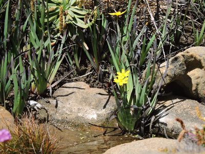 Sisyrinchium californicum, photographed by Alex
