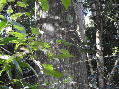 Brachychiton discolor, photographed by Greg Tasney