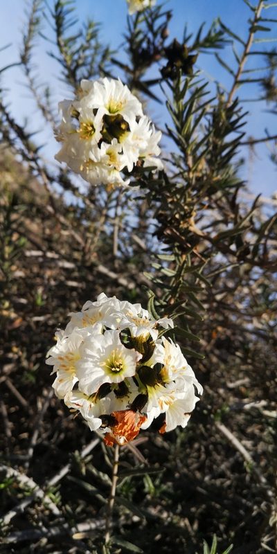 Cordia decandra, photographed by Darío De la Fuente
