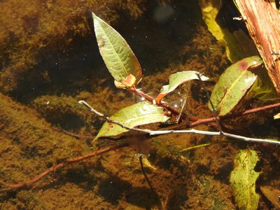 Persicaria strigosa, photographed by Greg Tasney