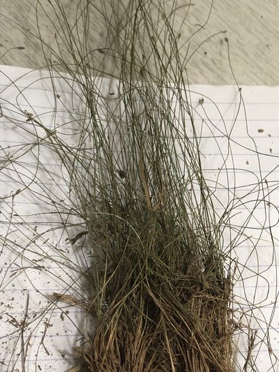 Eleocharis brittonii, photographed by John Kees
