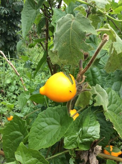 Solanum mammosum, photographed by Greg III Espera