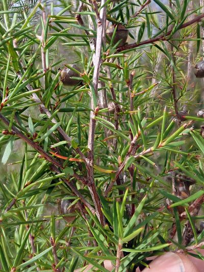 Leptospermum repo, photographed by Peter de Lange
