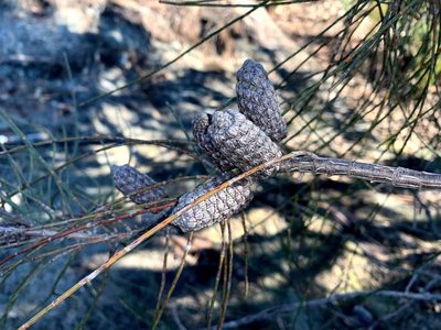 Allocasuarina distyla, photographed by Lukas Clews