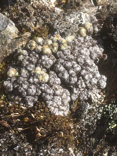 Saxifraga serpyllifolia, photographed by pynklynx