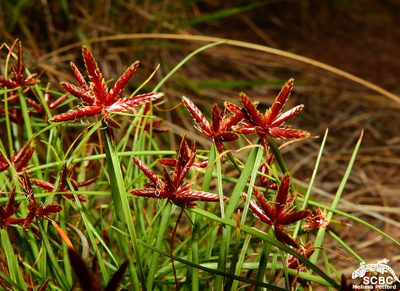 Cyperus rupestris, photographed by Ryan van Huyssteen