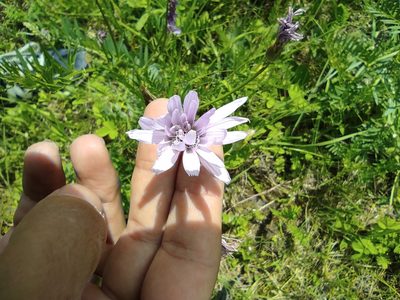 Scorzonera purpurea, photographed by Dmitry Lyskov