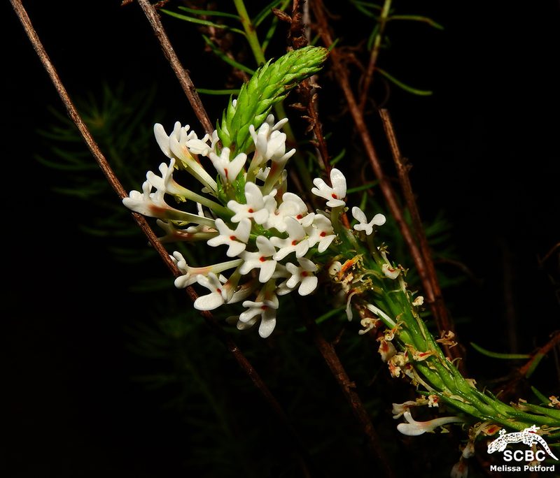 Hebenstretia angolensis, photographed by Ryan van Huyssteen