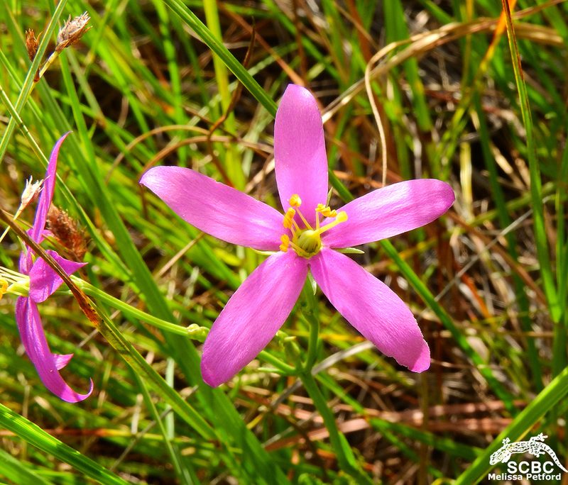 Chironia purpurascens, photographed by Ryan van Huyssteen