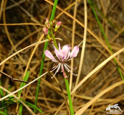 Cleome macrophylla, photographed by Ryan van Huyssteen