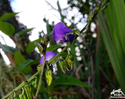 Polygala producta, photographed by Ryan van Huyssteen