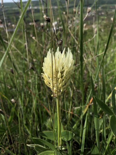 Trifolium pannonicum, photographed by Conrad Altmann