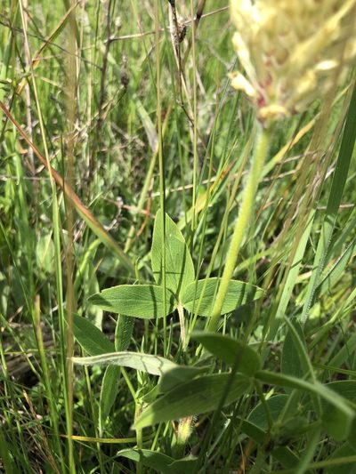 Trifolium pannonicum, photographed by Conrad Altmann
