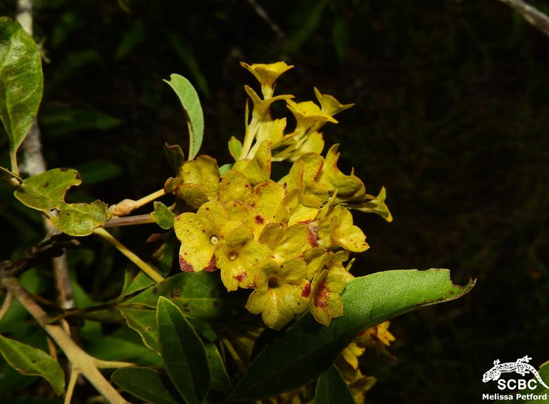 Vitex rehmannii, photographed by Ryan van Huyssteen
