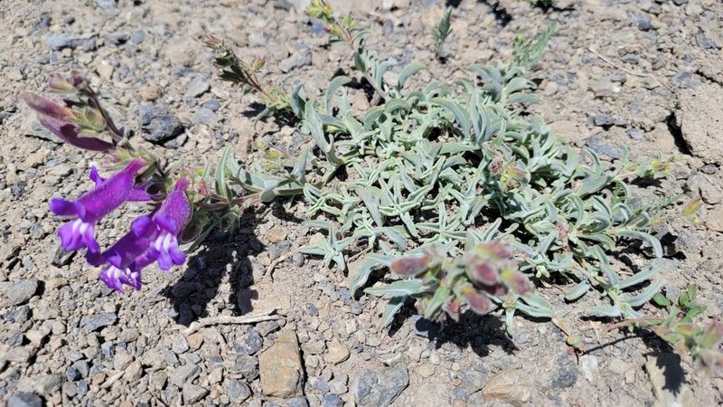 Penstemon purpusii, photographed by Peter Brastow