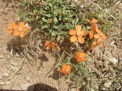 Lysimachia collina, photographed by purperlibel