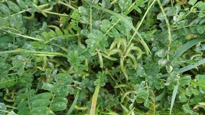 Astragalus hamosus, photographed by Anna Shuliko
