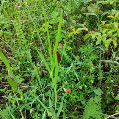 Lathyrus sphaericus, photographed by Quentin Groom