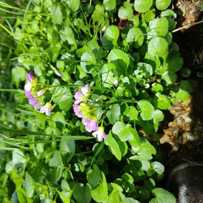 Cardamine raphanifolia, photographed by Quentin Groom