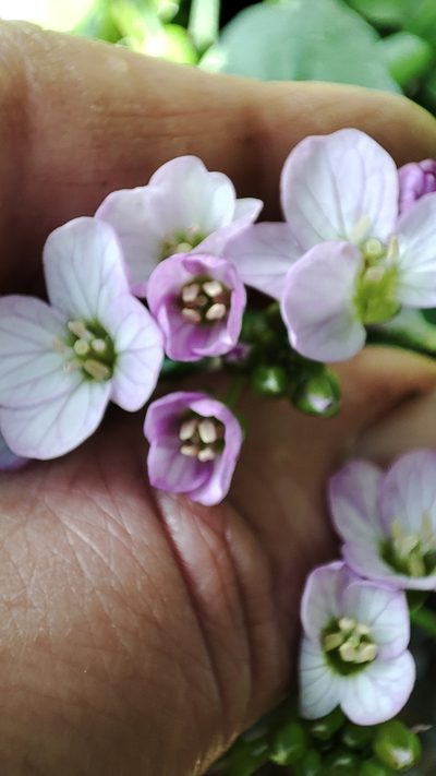 Cardamine raphanifolia, photographed by Quentin Groom