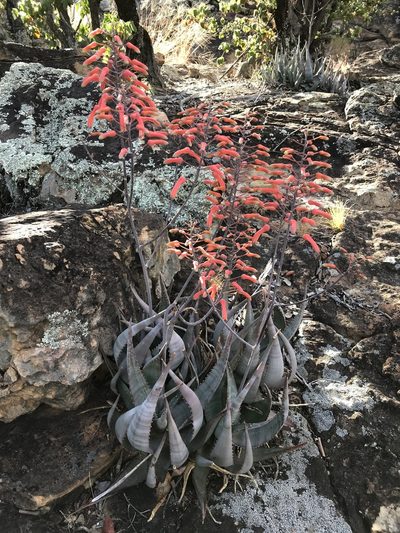 Aloe chabaudii, photographed by rosshawkins