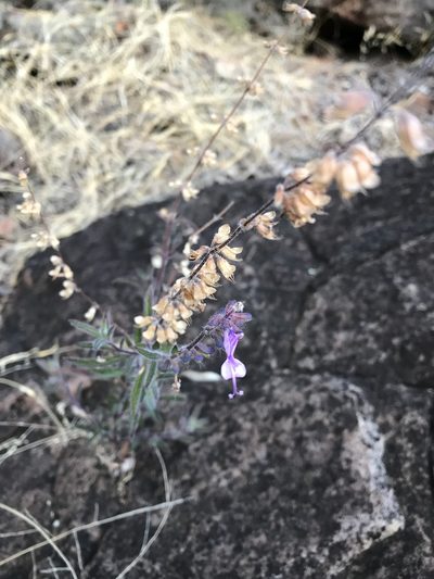 Syncolostemon canescens, photographed by rosshawkins