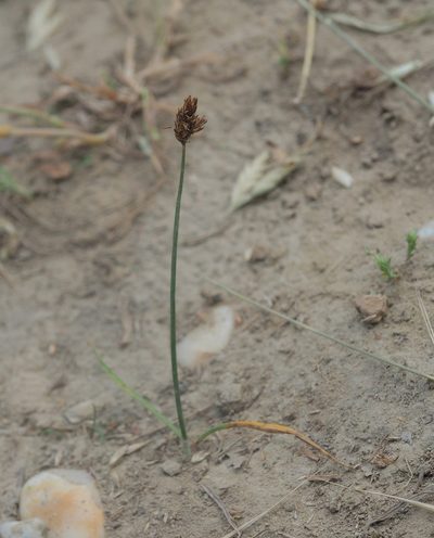 Carex stenophylla, photographed by carnifex