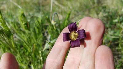 Clematis hirsutissima, photographed by Mitch Van Dyke
