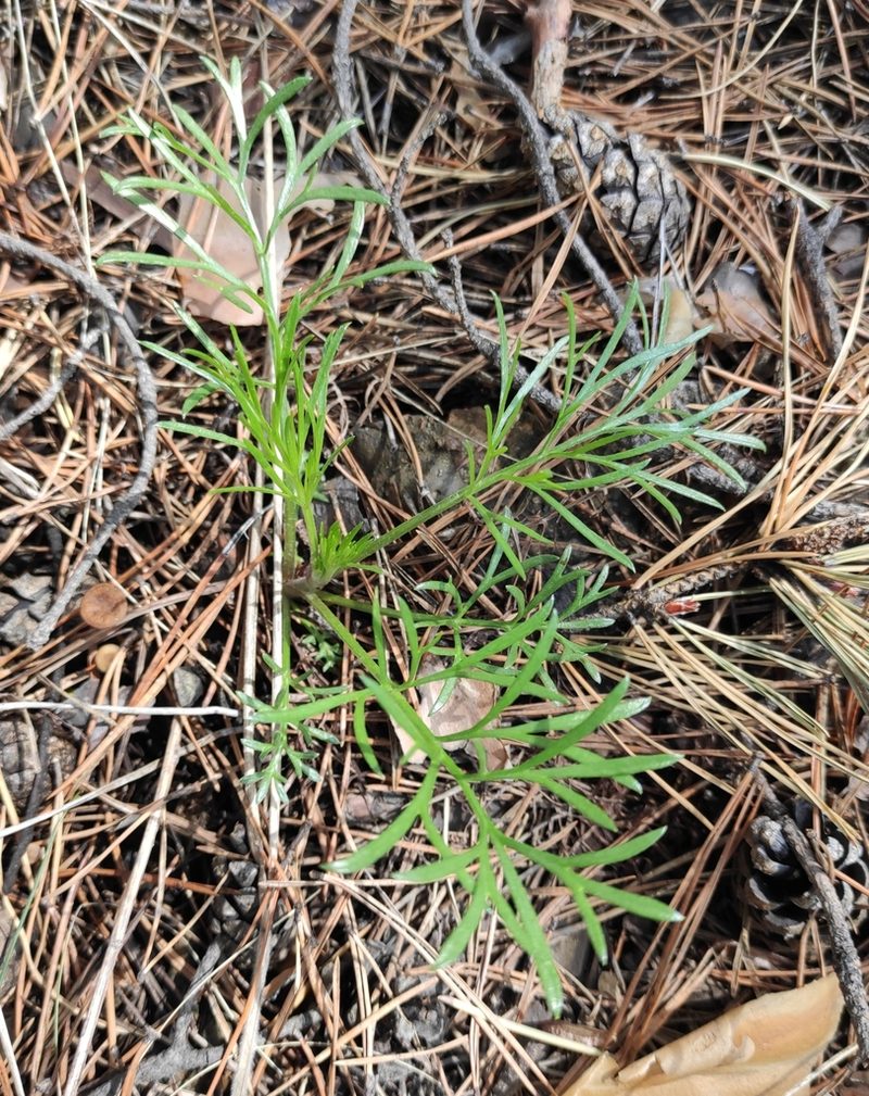 Artemisia commutata, photographed by Юлия