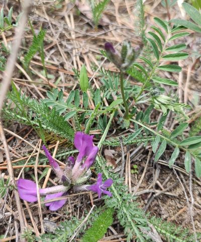 Astragalus syriacus, photographed by Юлия