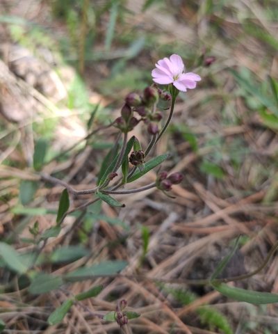Silene samojedorum, photographed by Юлия