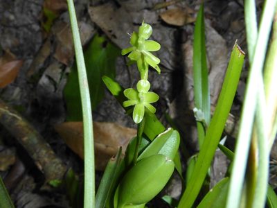 Epidendrum cardiophorum, photographed by Thibaud Aronson