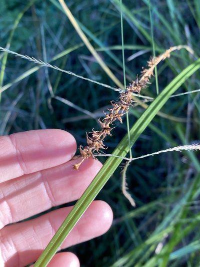 Carex declinata, photographed by Greg Tasney