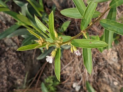 Helicteres angustifolia, photographed by portioid