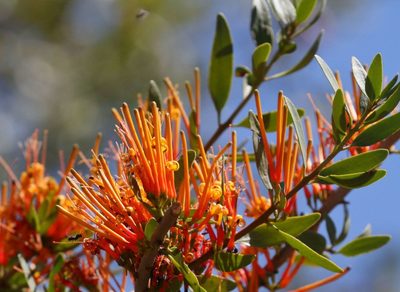 Moquiniella rubra, photographed by Alan Manson