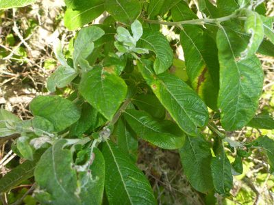 Salix sitchensis, photographed by Cricket Raspet
