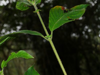 Wendlandia uvariifolia, photographed by Jacy Chen