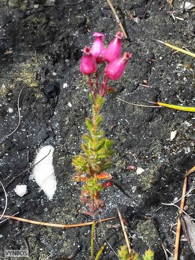 Erica glutinosa, photographed by Chris Vynbos
