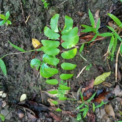Adiantum philippense, photographed by Beah Vega