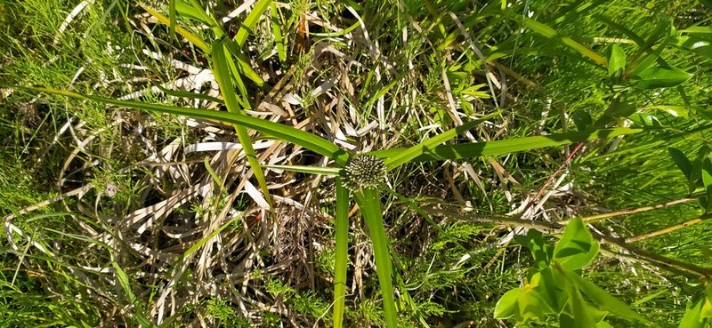 Scirpus radicans, photographed by Алексей Ябс